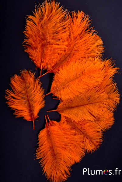 Strauss Bellies - 8-13 cm - orange